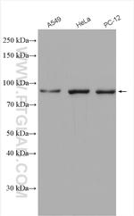 STAT3 Antibody in Western Blot (WB)