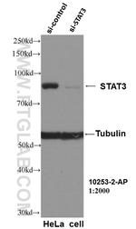 STAT3 Antibody in Western Blot (WB)