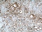 GRB2 Antibody in Immunohistochemistry (Paraffin) (IHC (P))