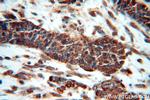 HDAC3 Antibody in Immunohistochemistry (Paraffin) (IHC (P))