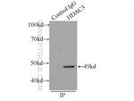 HDAC3 Antibody in Immunoprecipitation (IP)