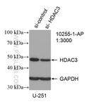 HDAC3 Antibody in Western Blot (WB)