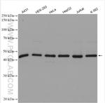 HDAC3 Antibody in Western Blot (WB)