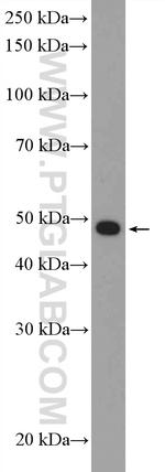 HDAC3 Antibody in Western Blot (WB)