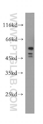 HDAC3 Antibody in Western Blot (WB)