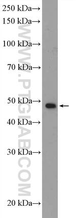 HDAC3 Antibody in Western Blot (WB)