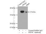 PPP4C Antibody in Immunoprecipitation (IP)