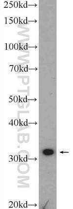 PPP4C Antibody in Western Blot (WB)