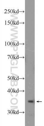 PPP4C Antibody in Western Blot (WB)