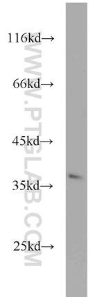 PIR Antibody in Western Blot (WB)