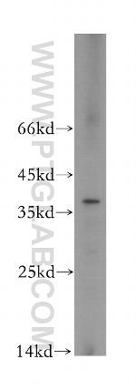 PIR Antibody in Western Blot (WB)