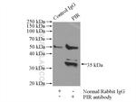 PIR Antibody in Immunoprecipitation (IP)