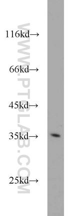 PIR Antibody in Western Blot (WB)