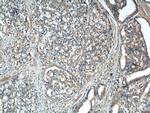 IkB alpha Antibody in Immunohistochemistry (Paraffin) (IHC (P))