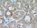 IkB alpha Antibody in Immunohistochemistry (Paraffin) (IHC (P))