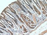 IkB alpha Antibody in Immunohistochemistry (Paraffin) (IHC (P))