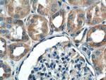 IkB alpha Antibody in Immunohistochemistry (Paraffin) (IHC (P))