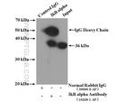 IkB alpha Antibody in Immunoprecipitation (IP)