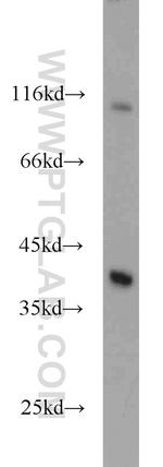 IkB alpha Antibody in Western Blot (WB)