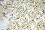 SOD1 Antibody in Immunohistochemistry (Paraffin) (IHC (P))