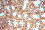 SOD1 Antibody in Immunohistochemistry (Paraffin) (IHC (P))