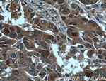 SOD1 Antibody in Immunohistochemistry (Paraffin) (IHC (P))