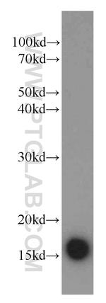 SOD1 Antibody in Western Blot (WB)