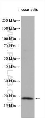 p19 INK4d Antibody in Western Blot (WB)