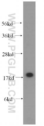 p19 INK4d Antibody in Western Blot (WB)