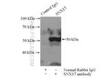 SNX17 Antibody in Immunoprecipitation (IP)