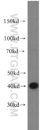 DAP3 Antibody in Western Blot (WB)