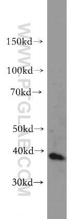 DAP3 Antibody in Western Blot (WB)