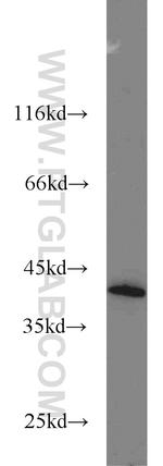 DAP3 Antibody in Western Blot (WB)