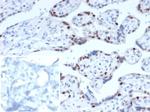 p57Kip2 (Mitotic Inhibitor/Suppressor Protein) Antibody in Immunohistochemistry (Paraffin) (IHC (P))