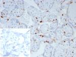 p57Kip2 (Mitotic Inhibitor/Suppressor Protein) Antibody in Immunohistochemistry (Paraffin) (IHC (P))