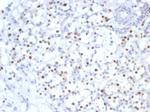 p57Kip2 (Mitotic Inhibitor/Suppressor Protein) Antibody in Immunohistochemistry (Paraffin) (IHC (P))