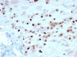 p57Kip2 (Mitotic Inhibitor/Suppressor Protein) Antibody in Immunohistochemistry (Paraffin) (IHC (P))