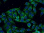 LGALS3BP Antibody in Immunocytochemistry (ICC/IF)