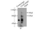 LGALS3BP Antibody in Immunoprecipitation (IP)