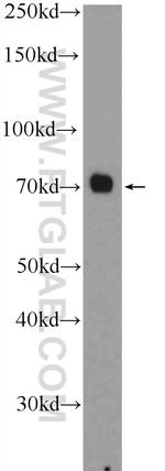 AATF Antibody in Western Blot (WB)