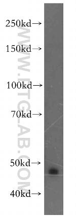 uPAR Antibody in Western Blot (WB)