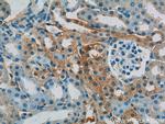 CYPC Antibody in Immunohistochemistry (Paraffin) (IHC (P))