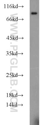 CYPC Antibody in Western Blot (WB)