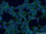 CYPC Antibody in Immunocytochemistry (ICC/IF)