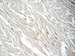 CYPC Antibody in Immunohistochemistry (Paraffin) (IHC (P))