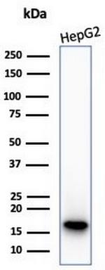 P16INK4a Antibody in Western Blot (WB)