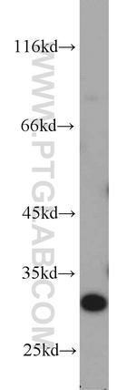 EIF6 Antibody in Western Blot (WB)