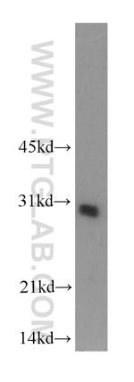 EIF6 Antibody in Western Blot (WB)