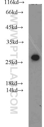 EIF6 Antibody in Western Blot (WB)