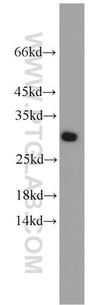 EIF6 Antibody in Western Blot (WB)